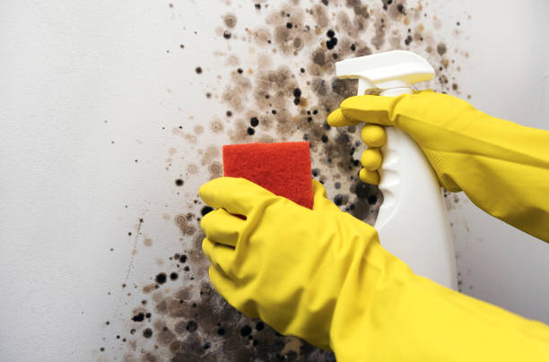 Best Commercial Mold Remediation in USA